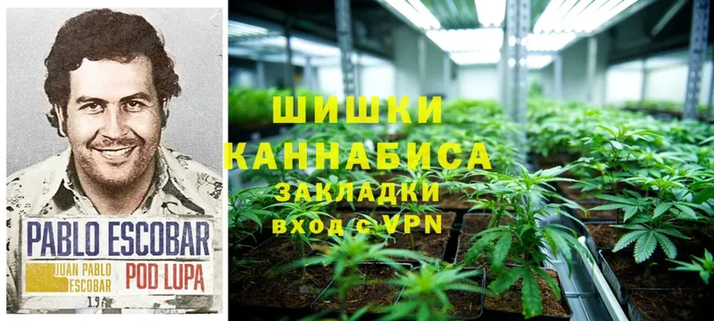 Бошки марихуана OG Kush  Иннополис 